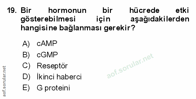 Soru 19