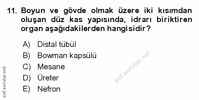 Soru 11