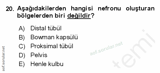 Soru 20