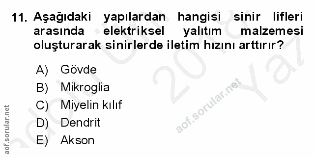 Soru 11