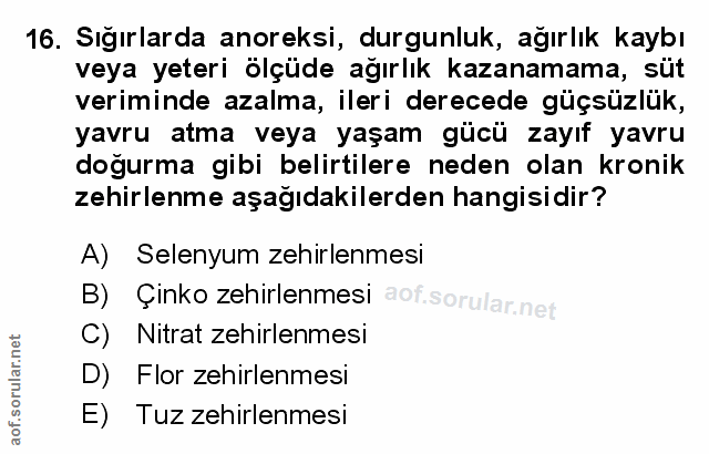 Soru 16