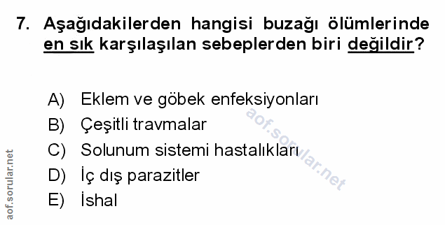 Soru 7