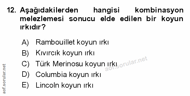 Soru 12