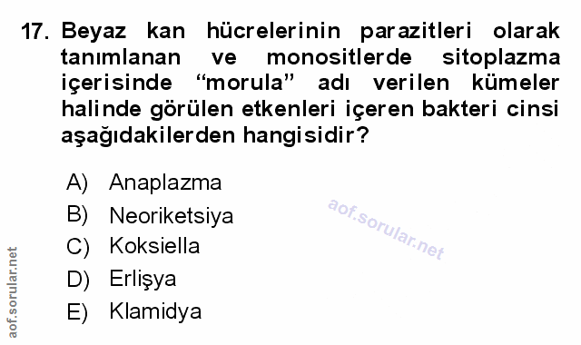 Soru 17