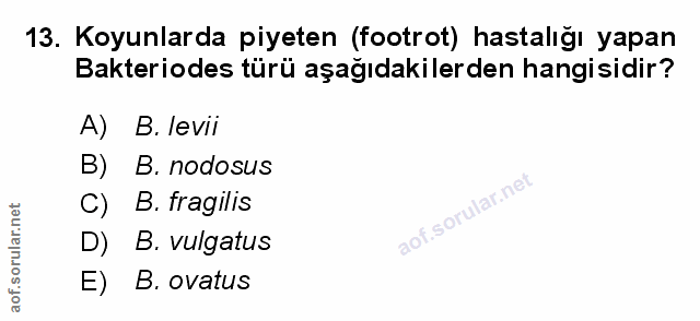 Soru 13