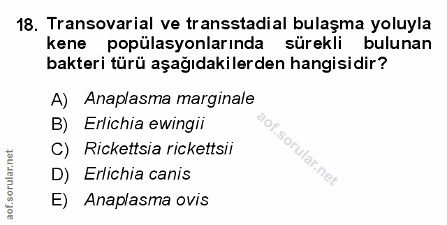 Soru 18