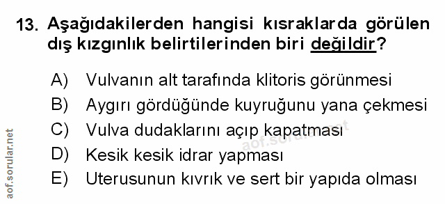 Soru 13