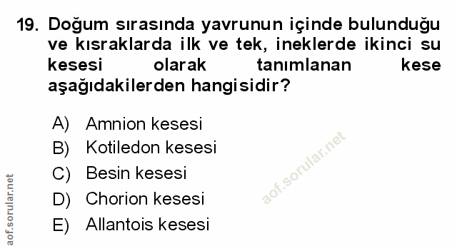Soru 19