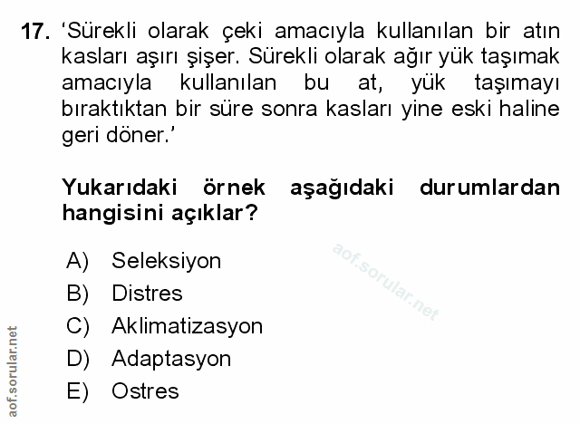 Soru 17