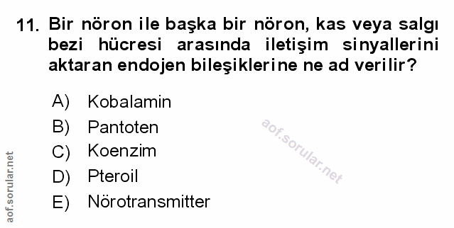 Soru 11