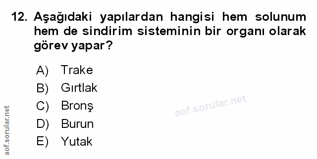 Soru 12