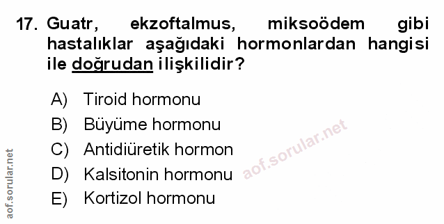 Soru 17