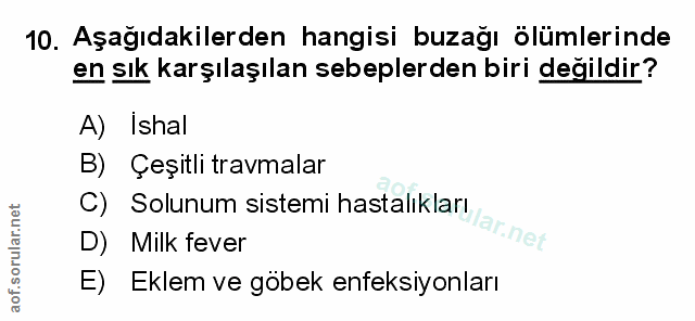 Soru 10