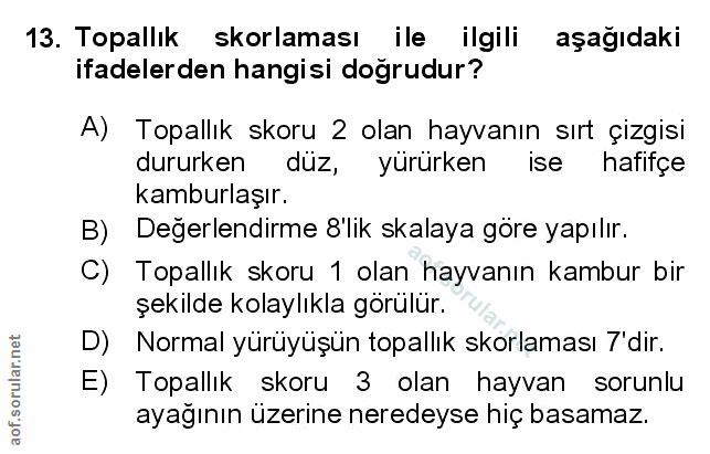 Soru 13