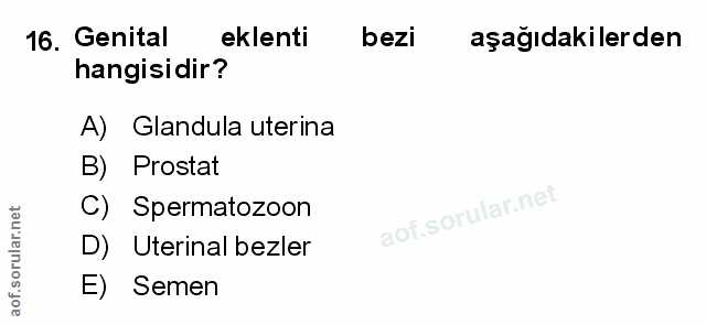 Soru 16