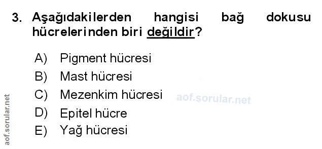 Soru 3