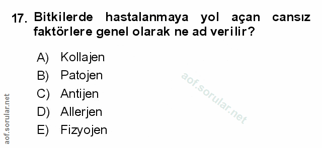 Soru 17