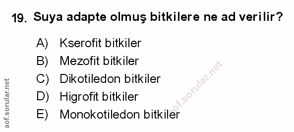 Soru 19