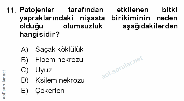 Soru 11