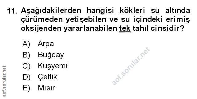 Soru 11