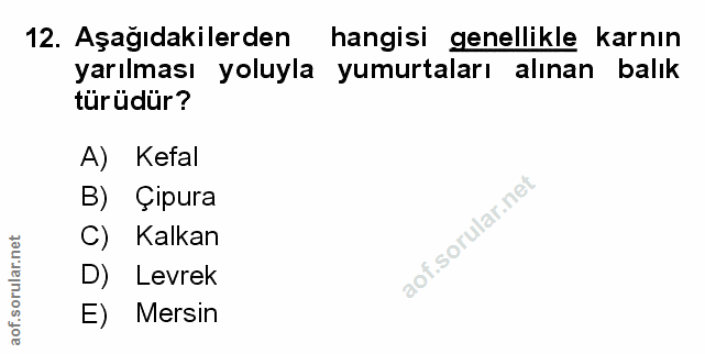 Soru 12