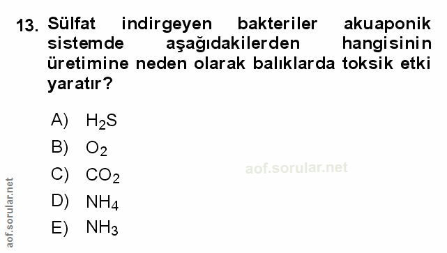 Soru 13