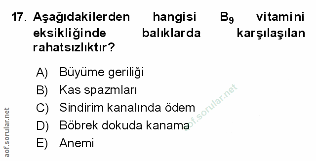 Soru 17