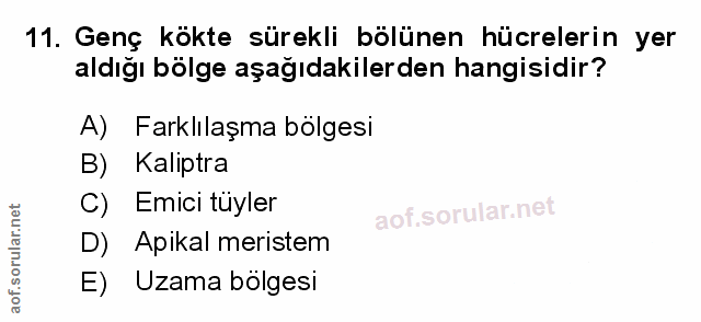 Soru 11