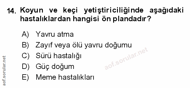 Soru 14