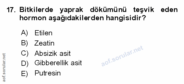 Soru 17