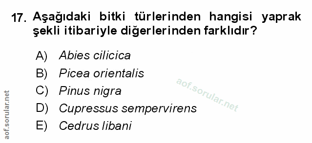 Soru 17