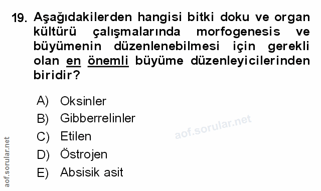 Soru 19