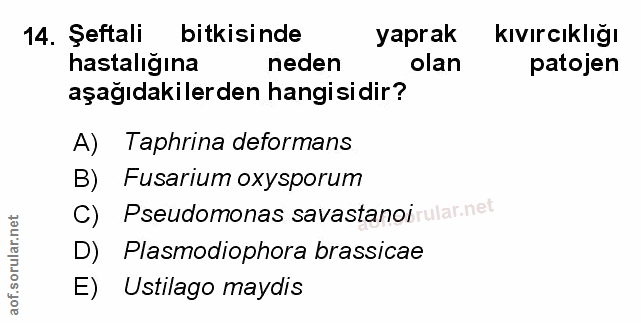 Soru 14