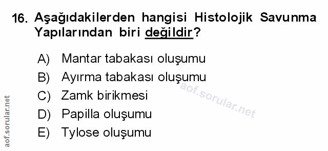 Soru 16