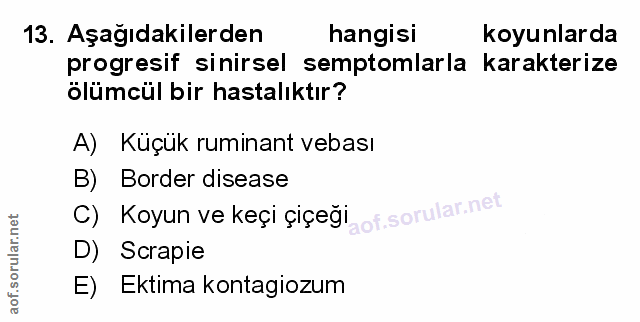 Soru 13