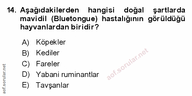 Soru 14