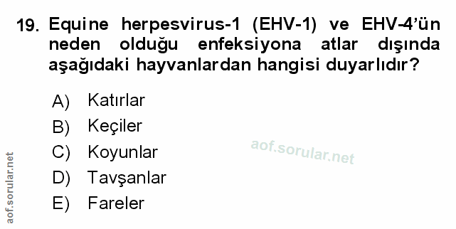 Soru 19