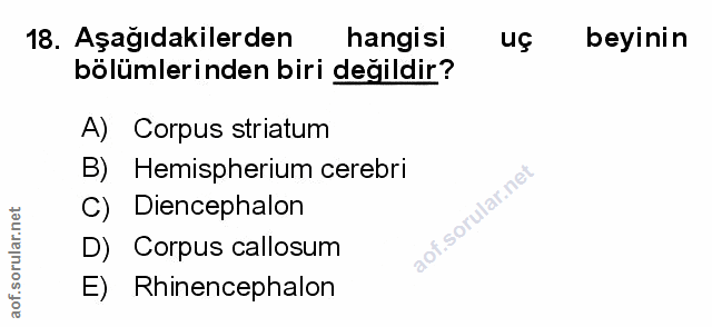Soru 18