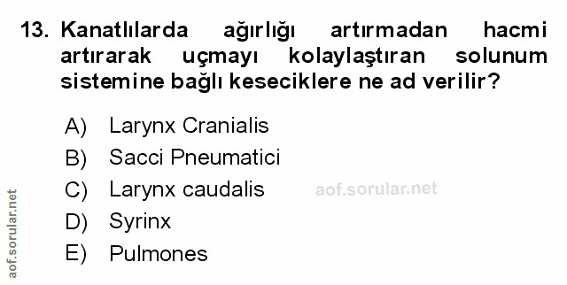 Soru 13