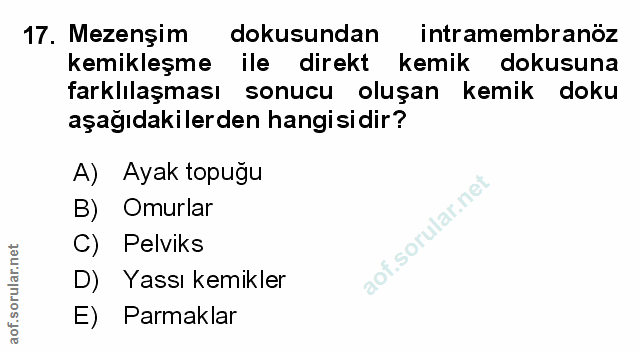 Soru 17