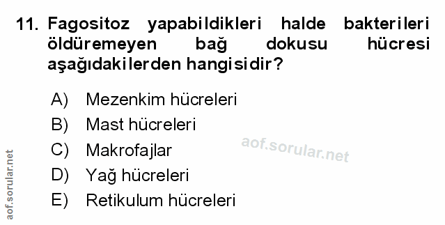 Soru 11