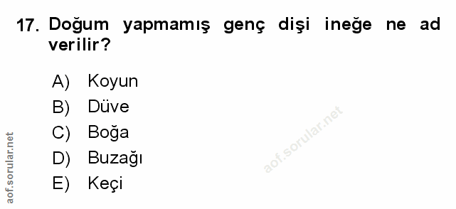Soru 17