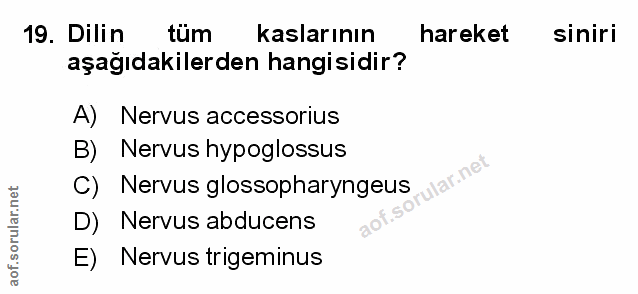 Soru 19