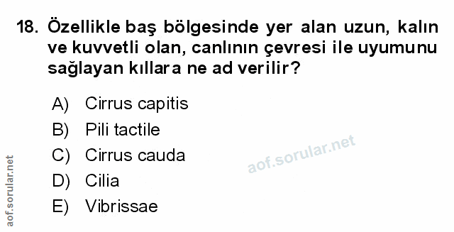 Soru 18