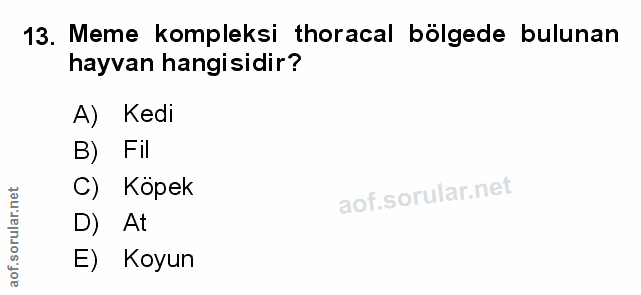 Soru 13