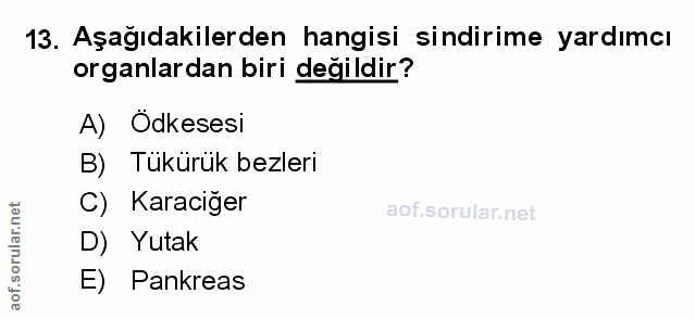 Soru 13