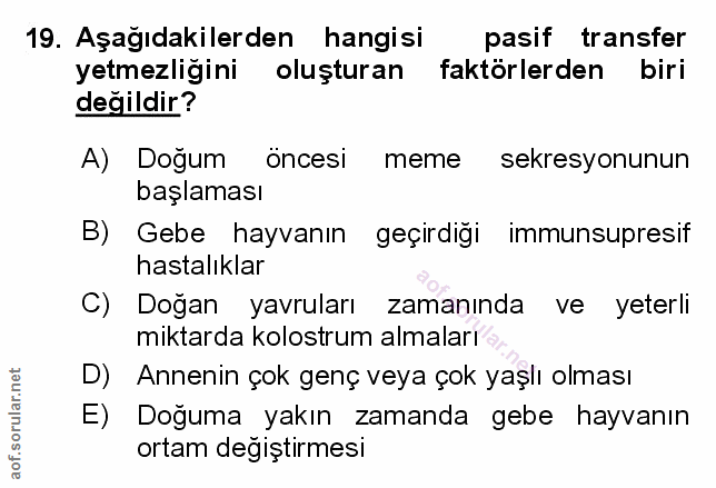 Soru 19