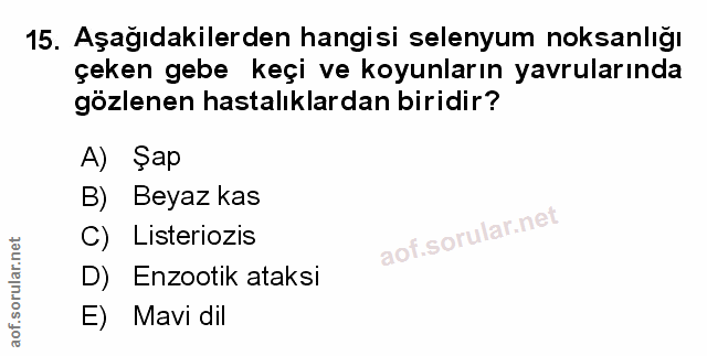 Soru 15