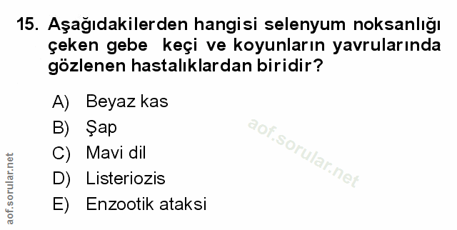 Soru 15