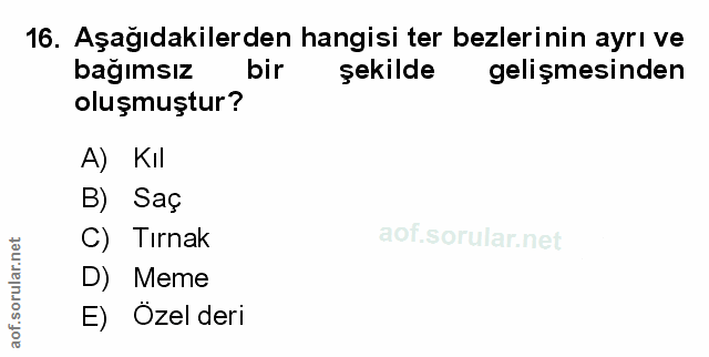 Soru 16
